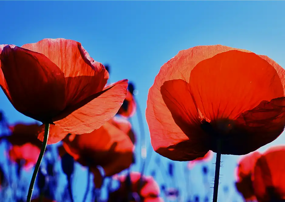 Automated_Prior_Authorization_3