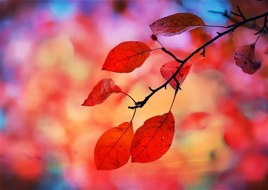 An autumn tree branch