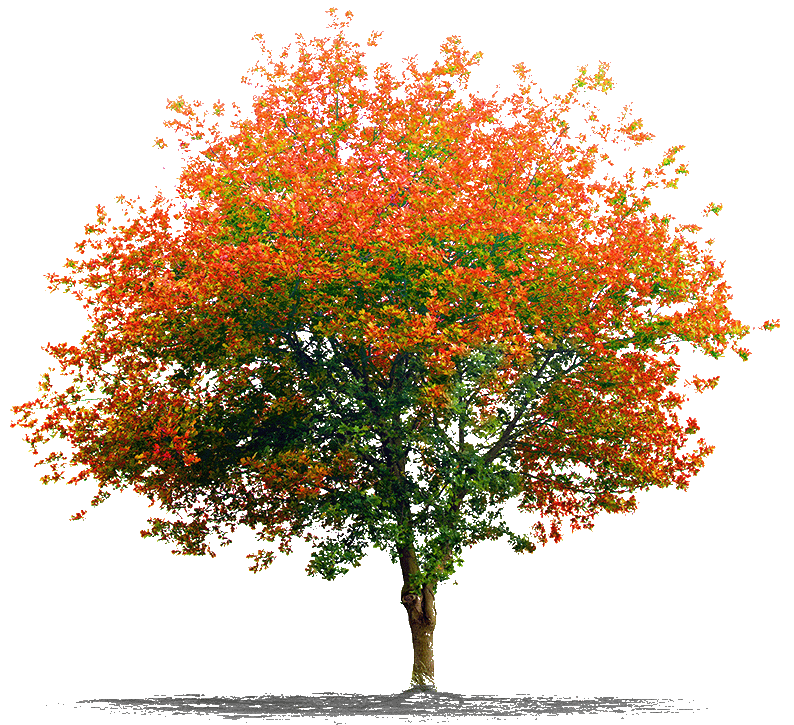 orange-tree-e1672379909627