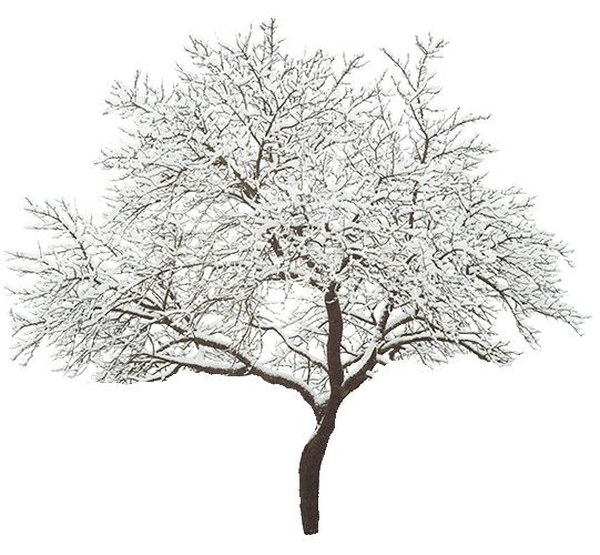 winter_tree_clipped